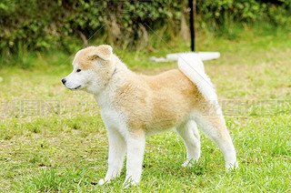  inu