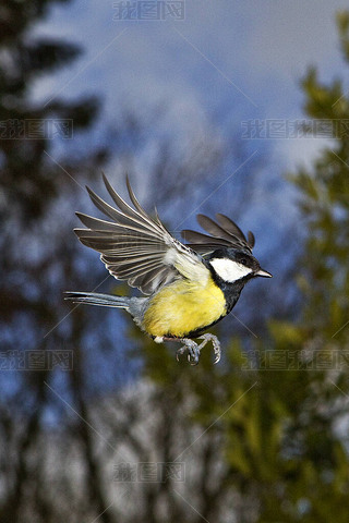 ŸParus majorMale in FlightNormandy 