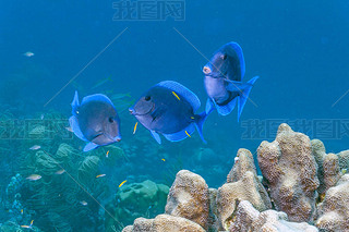 Carbiiean  Acanthurus ߵɺǴذĴβ㡣