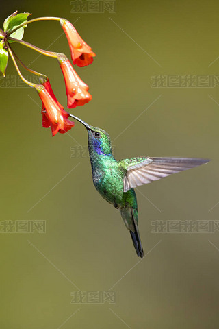 ī (Colibri thalassinus) һͽɫ, ֲͨڴī絽ϵɭֵ. 