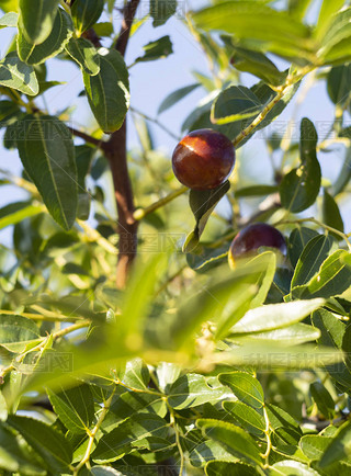 Simmondsia chinensis - jojoba - immature pilaf on a tree on a Sunny day