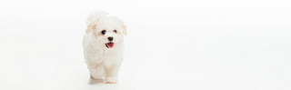 panoramic shot of cute Hanese puppy on white background 