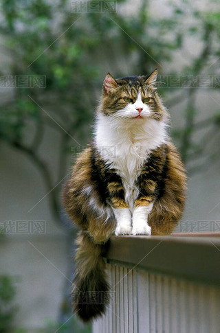 Angora Domestic Cat sitting   