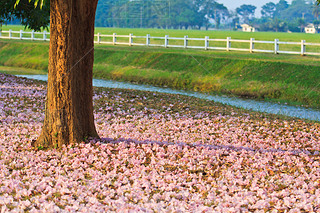 ۺɫ tabebuia ʢ