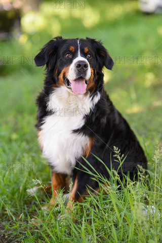 ڹ԰һֻBerner SennenhundڲƺߵɫϵĻ