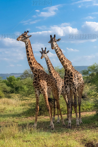长颈鹿站在塞伦吉蒂公园的大草原上,三只野生动物