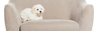 panoramic shot of cute Hanese puppy lying on armchair isolated on white 