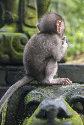 ӡUbudSacred Monkey ForestĳβﱦMacaca fascicularis