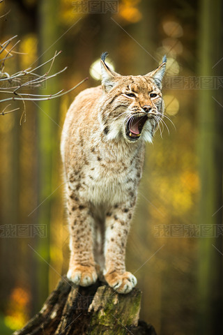 ŷɽèLynx lynx)