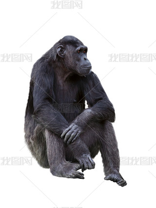 Chimpanzee