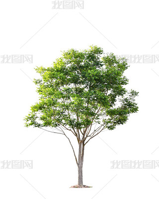 Beautiful green tree on a white background on high definition