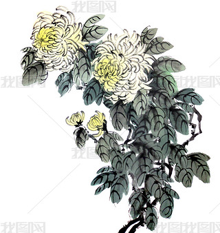 Watercolor of chrysanthemum flower, traditional chinese ink and wash painting. Stock illustration is