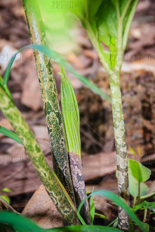 ɭеɫħ (Amorphophallus konjac), ҲΪħħħħͷ׶ٺϡ鵻ɽҩ.