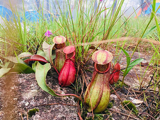 ȴеȴˮֲӱNepenthes rajah