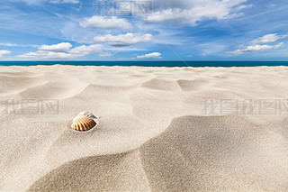 Shells on a beach