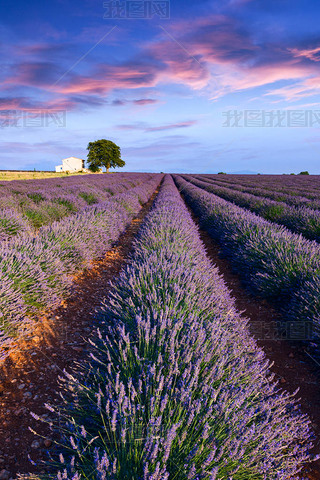 ޹²ݻ츽 Valensole