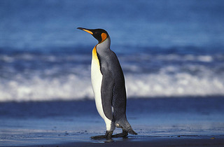 King Penguin, aptenodytes patagonica, Adult standing on Beach, Salisbury Plain in South Georgia  