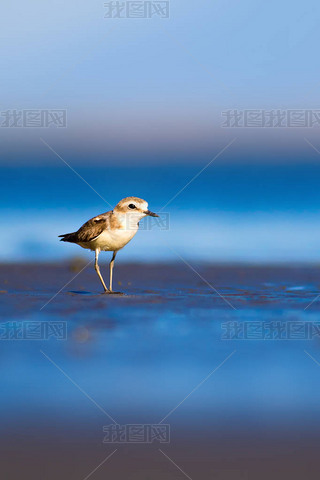 ɰСˮȻˮKentish Plover Charadrius alexandrinus.