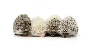 Four adorable African white- bellied hedgehog standing on white background.