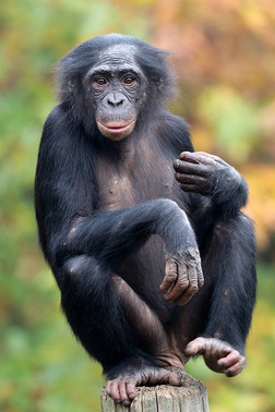 倭黑猩猩猴子在自然栖息地