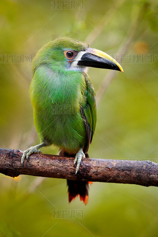  ToucanetAulacorhynchus prasinusɫȻϢأױ.