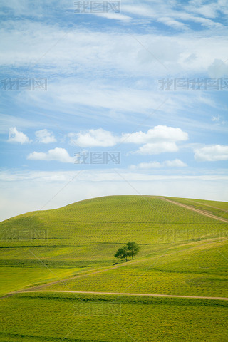 Lonely tree and pastures in the highlands landscape