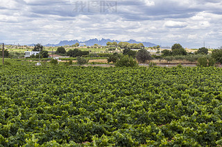 羰԰, Penedes ƾ, ڱصɽVilafranca del Penedes, ̩, .