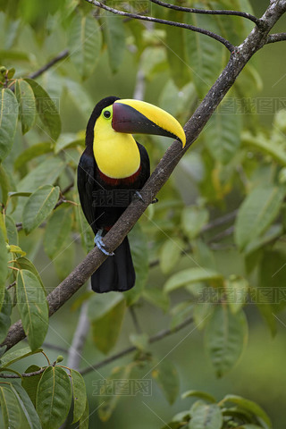 ƺ-Ramphastos , Ը˹ɭֵĴͲɫ.