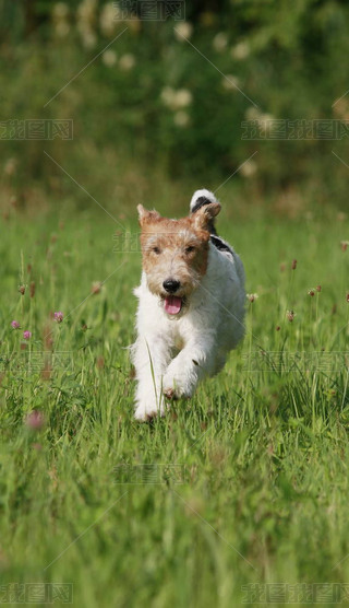 Foxterrier ֻڲݵ