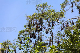 Indian Flying Foxes (Pteropus Naquteus), colony at roost, Nature Reserve near Godahena, Galle region