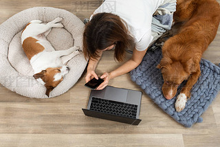 Two dogs with a girl working on a laptop at home. Nova Scotia Duck Tolling Retriever and a Jack Russ