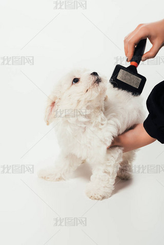 cropped view of woman brushing hair of Hanese puppy on white background 