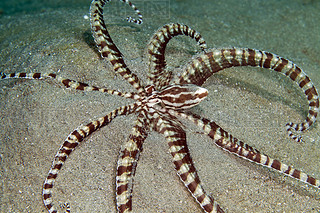 ģں캣 thaumoctopus ).