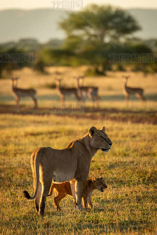 Lionesscubվimpala󹬸