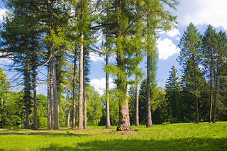 ڿжݹҵй԰˹ڴĵҶ(Larix Decidua Mill)⾰