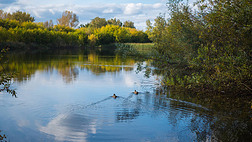 公园里的一个小湖, 岸边泛黄的树木。野鸭在湖上游泳。湖水中的天空和树木的倒影。美丽的风景胜地