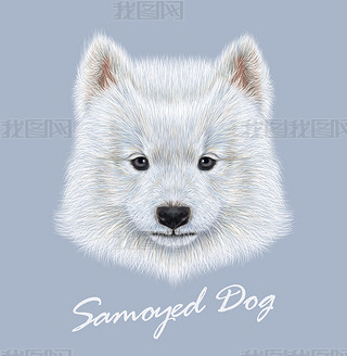 ĪҮ¹ɰɰİɫ eskimo spitz Samoyed Сͷ񡣴ɫǵʵëƤ׹ɫ.