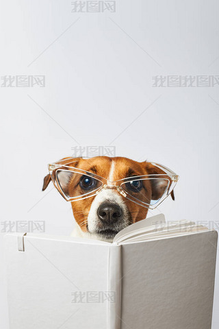 ۾Сһɫ.Jack Russell Terrier