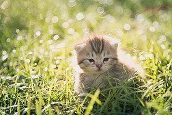可爱的美国短毛猫小猫在绿色草地上行走