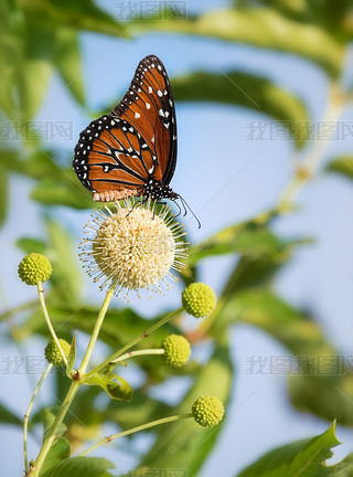 Buttonbush ϵĺŮ (ͣϢ gilippus)