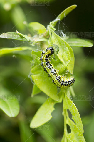 ľҶ(Cydalima Spectalis)) 