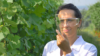 scientist doctor woman in white coat standing in green vineyard and looking at glass lab tube with l