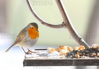 ŷ֪ (erithacus rubecula) .