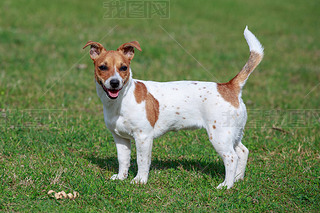 Jack Russell Terrierڲݵ