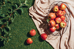 红色苹果在金属篮子在被解雇的布料与苹果树叶子在草