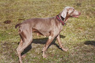 ԹWeimaranerƷ֡ɫĶ̷·ûƤС