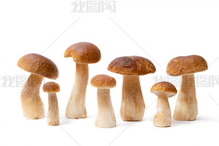 ڰɫϹһɫñBoletus Edulis пʳõĢ.û