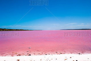 Pink Lake Australia Birds