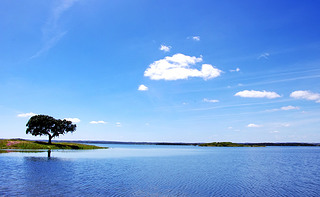 chne dans le lac alqueva, portugal alqueva . 