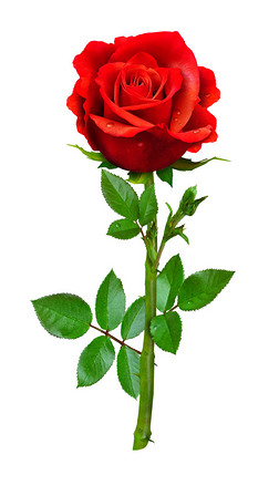 一朵红玫瑰